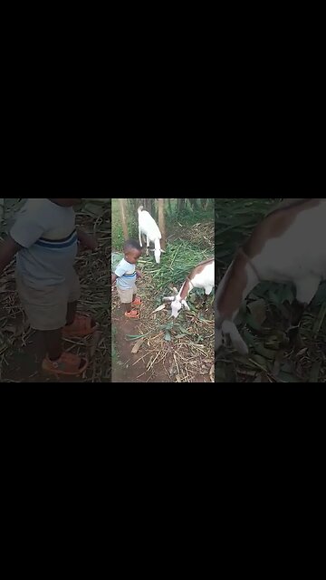 the rich man's child for one year old