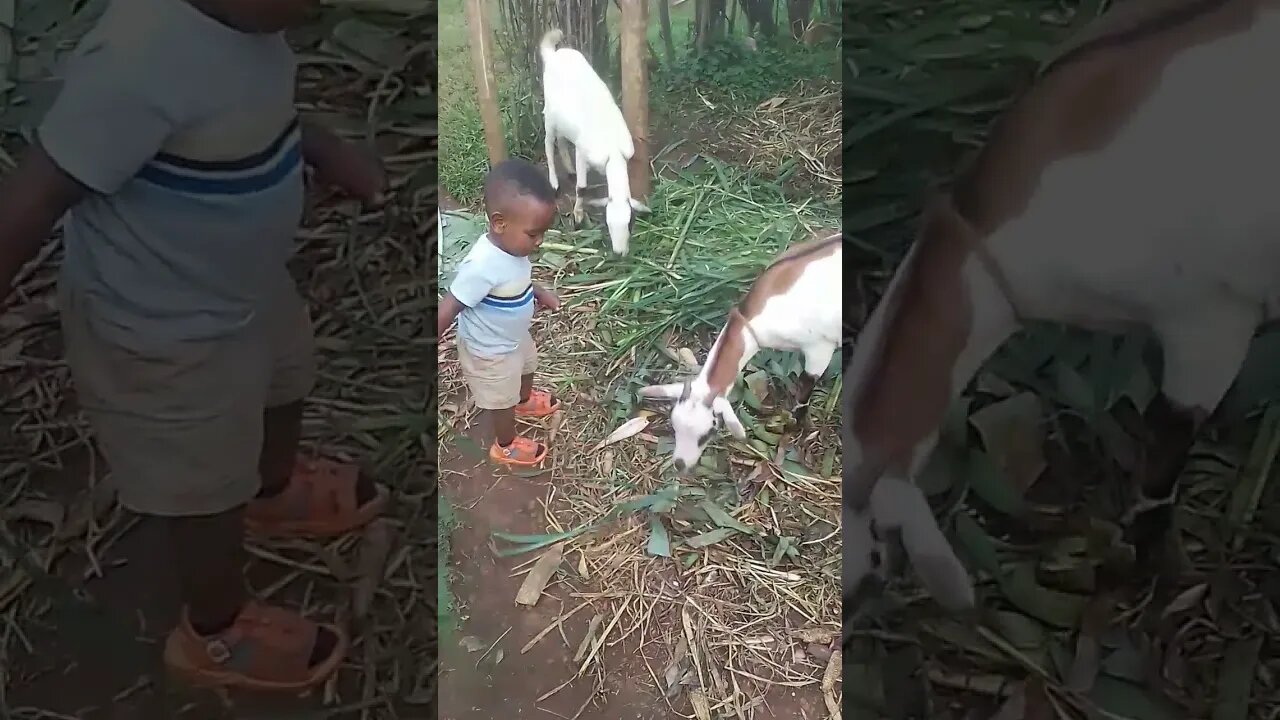 the rich man's child for one year old