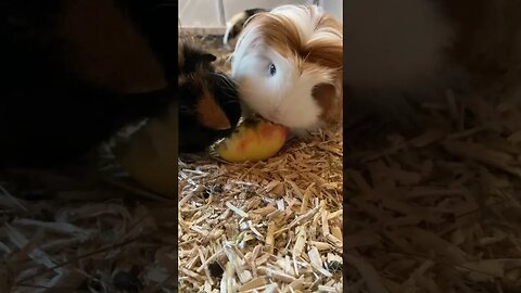 Guinea pigs tandem eating an apple 🍎