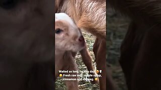 Raw milk 😋#rawmilk #nubiangoats #homesteading #countryliving #homesteadinginmontana