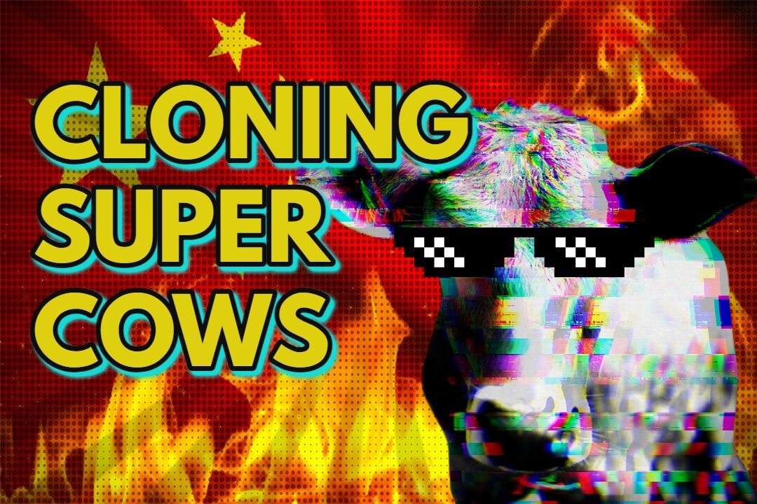 Cloning Super Cows and More... Real News with Lucretia Hughes