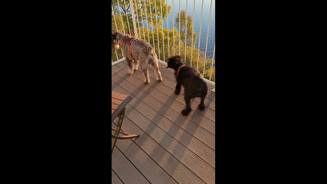 Dagr The Schnauzer - balcony fun with Notti