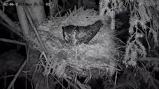 Ellie Settling Into Her Nest 🦉 02/06/23 02:18