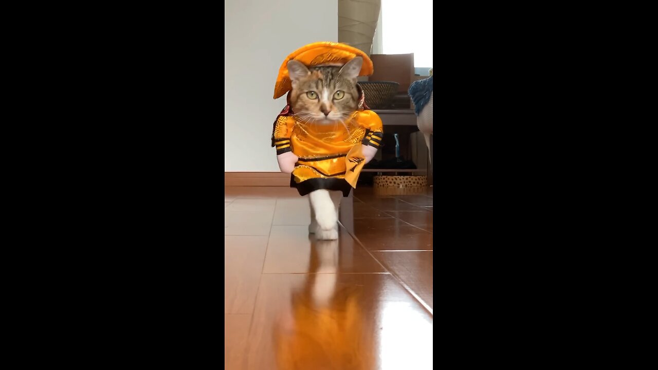 Catwalk by Fifi - cat in costumes (Cat Model)