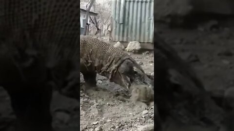 O Incrível dragão de Komodo - Brutal!