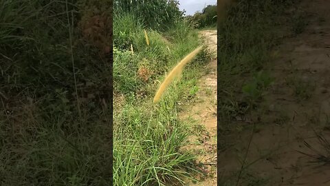 Beautiful Flower - Somewhere in mid of the Jungle - it’s so unique .