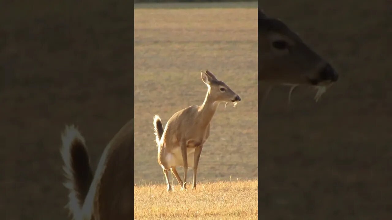 deer at Chickamauga Battlefield