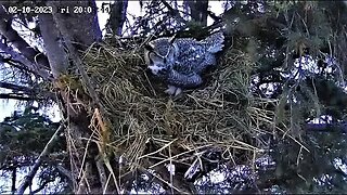 Albert Stops By to Call Ellie 🦉 02/10/23 20:01