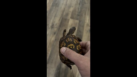 Got a new turtle brought to me.