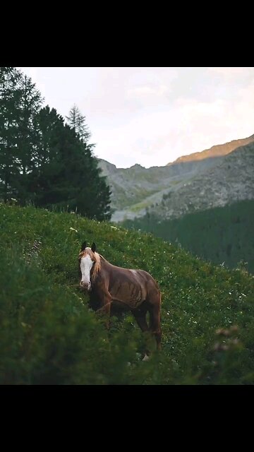 On the way to the foot of Belukha, the highest of the Altai Mountains