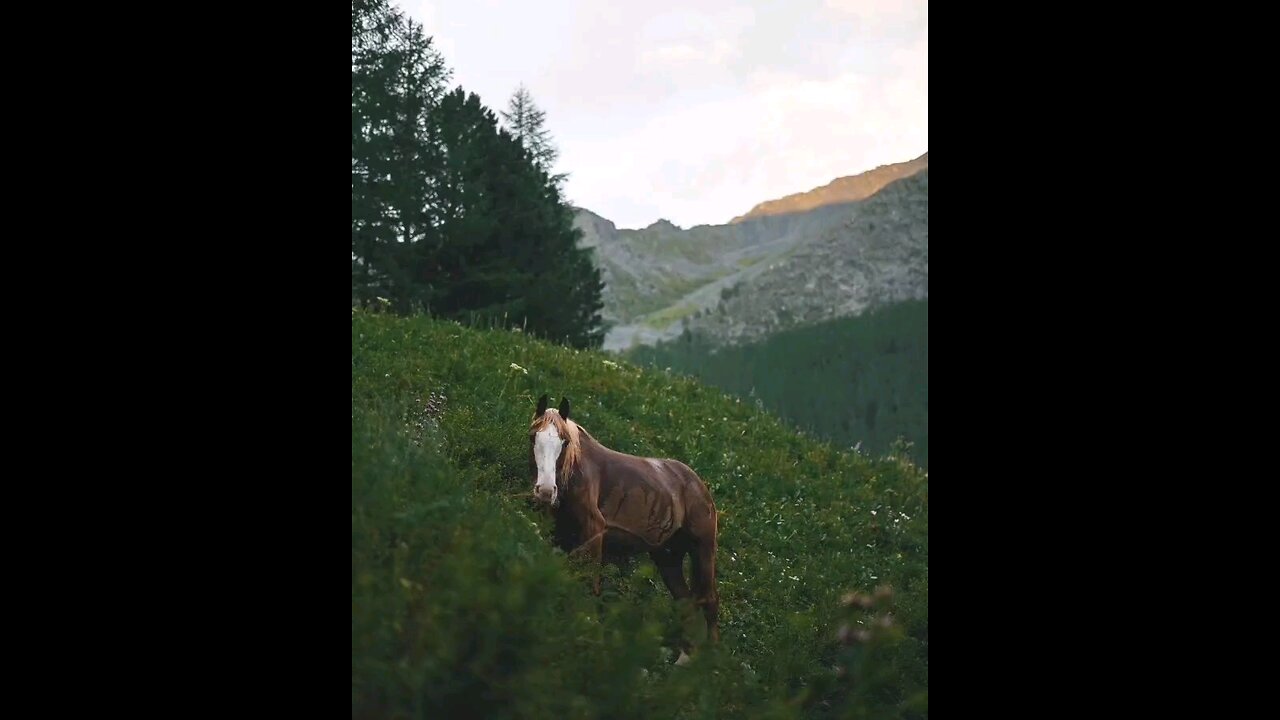 On the way to the foot of Belukha, the highest of the Altai Mountains