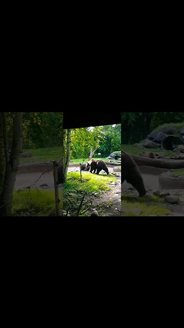 Grizzly Beard Playing at Toronto Zoo 🐻 #toronto #zoo
