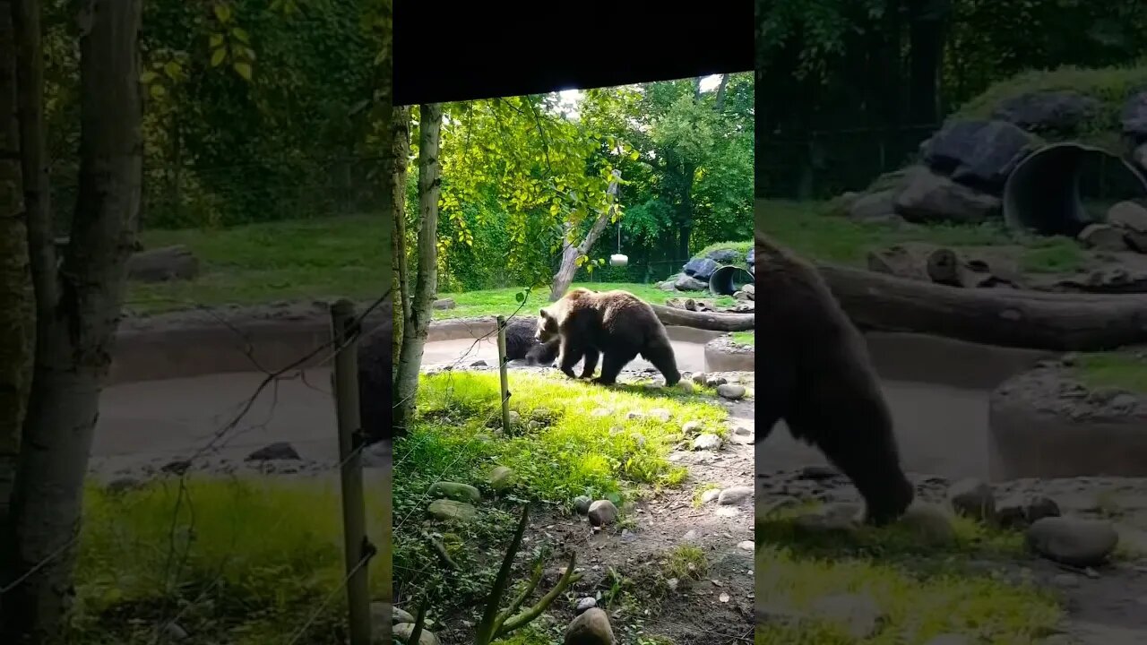 Grizzly Beard Playing at Toronto Zoo 🐻 #toronto #zoo
