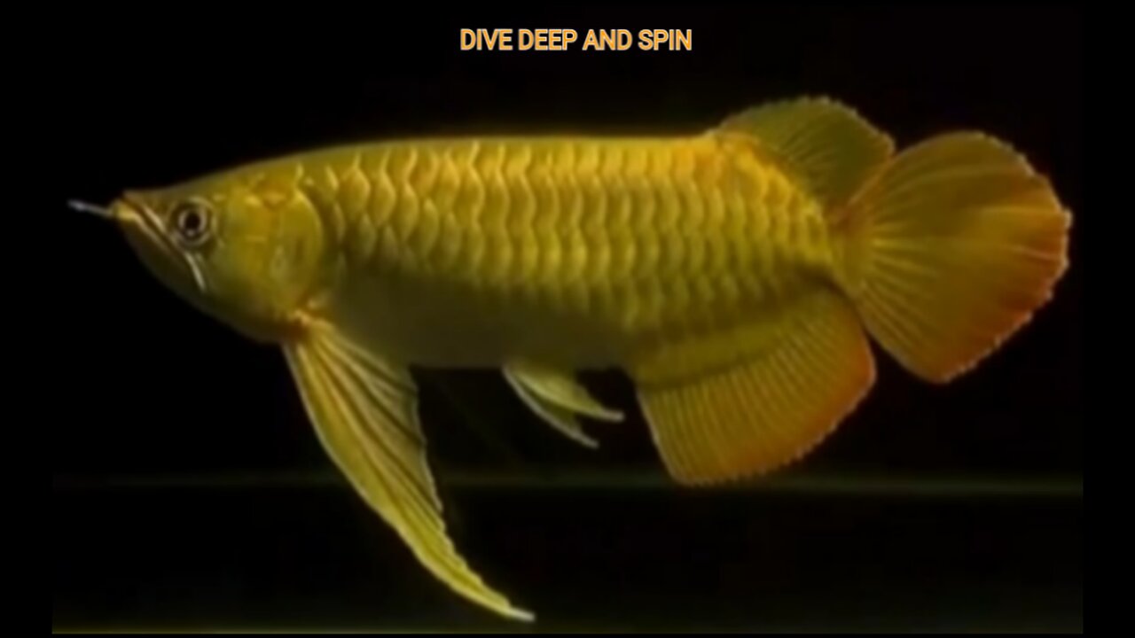 THE ORIGINAL INDONESIAN SUPER RED AROWANA FISH IS REALLY AWESOME