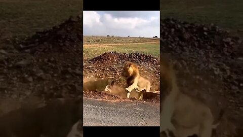 Male lion gets checked by female lion #nonsense #zoobox #djlubel #scottbaio #wronghole