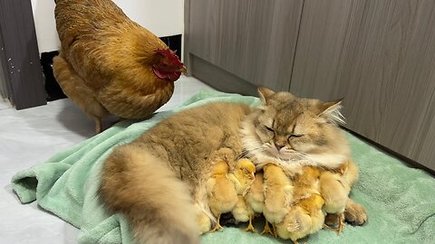 The hen suspects the kitten has stolen the chicks!The cat returned the chick to the hen.Funny cute