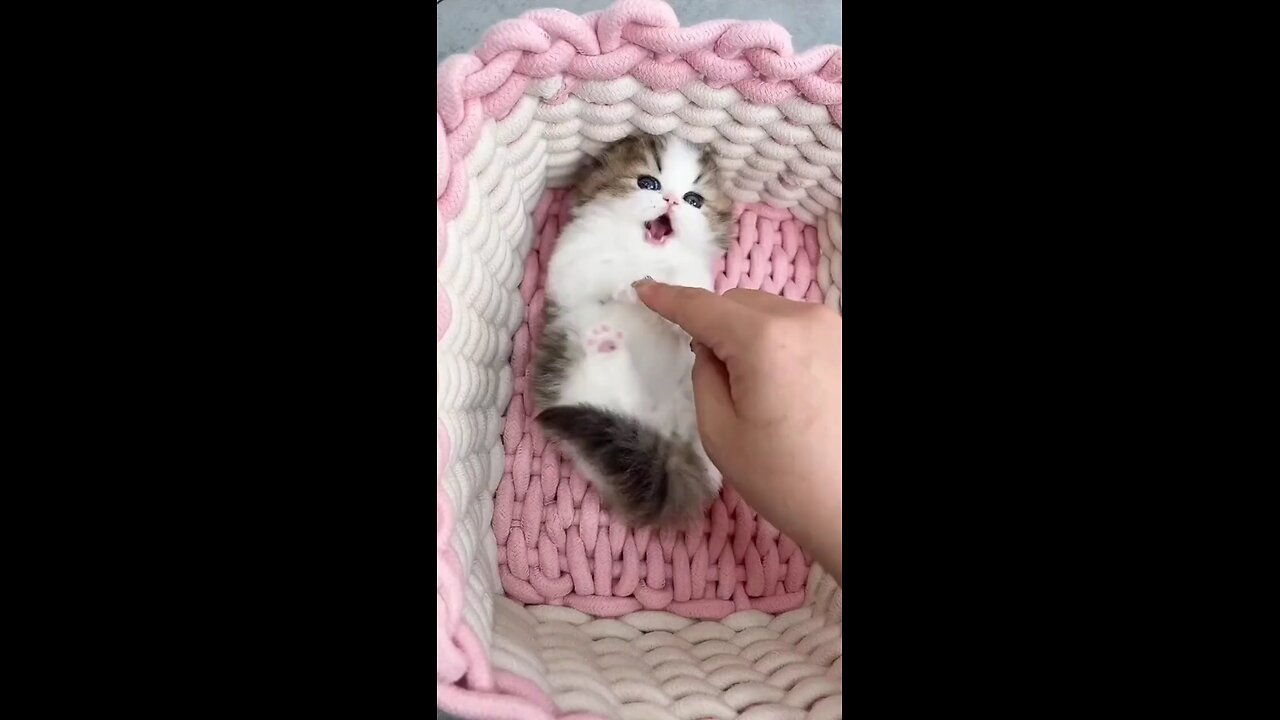 😍Little Princes kitten sharing happiness with Human😍