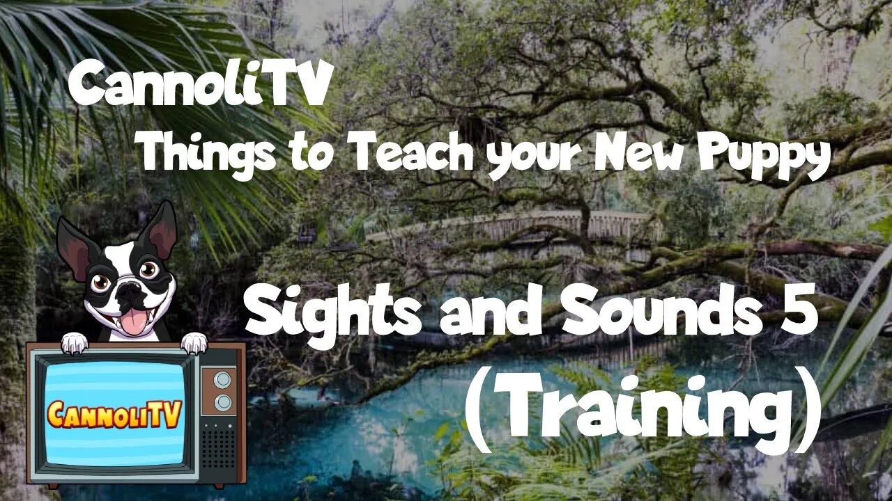 Tv for Dogs Best Thing To Teach Your Puppy: Sights and Sound Training 5 #training #puppy #anxiety