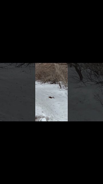 Squirrel in search of Food