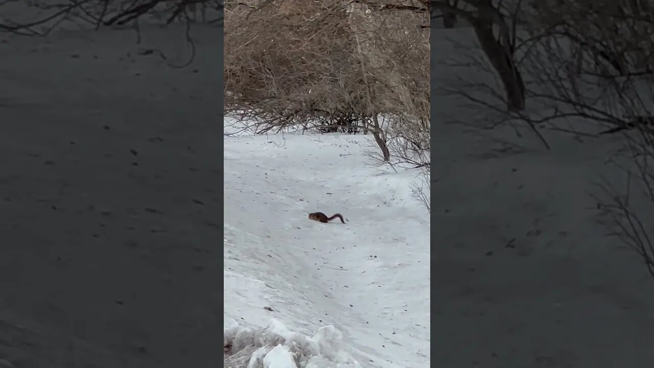 Squirrel in search of Food