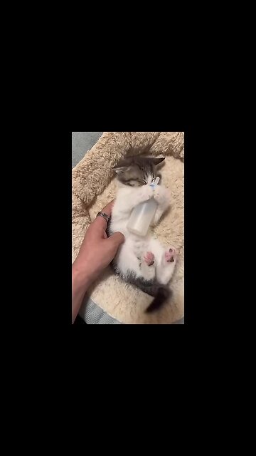 The kitten is offended