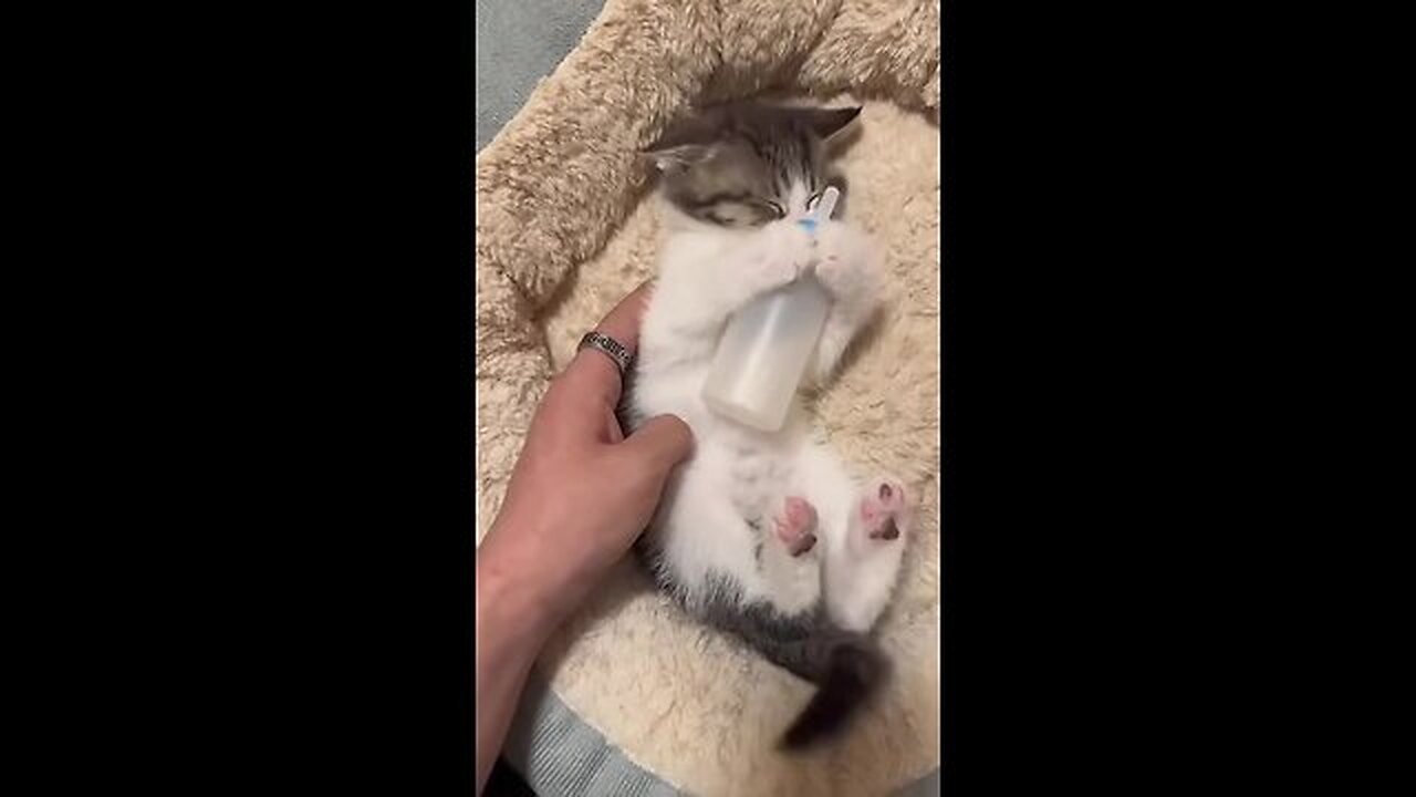 The kitten is offended