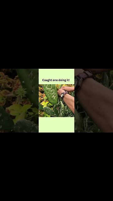 Writing on succulent leaves! Do you think this is a good idea?