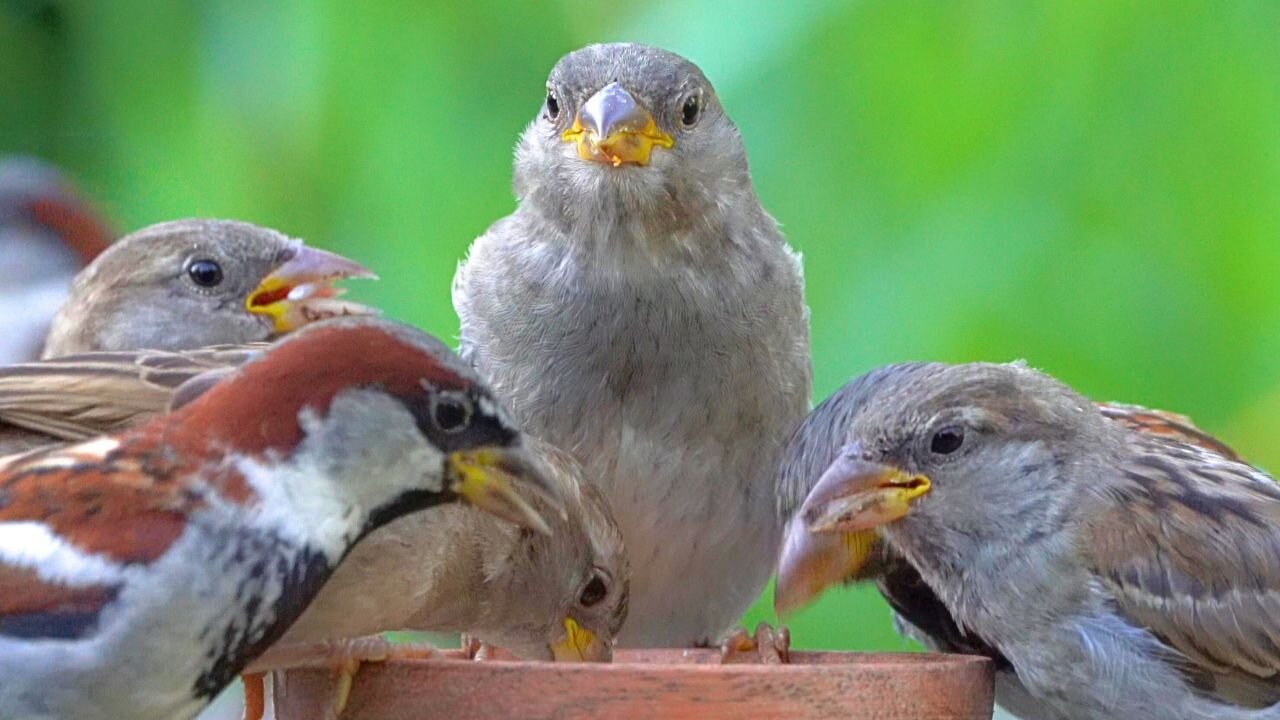 "Hey, The Bowl's Empty, What's Taking So Long with the Refill" House Sparrows