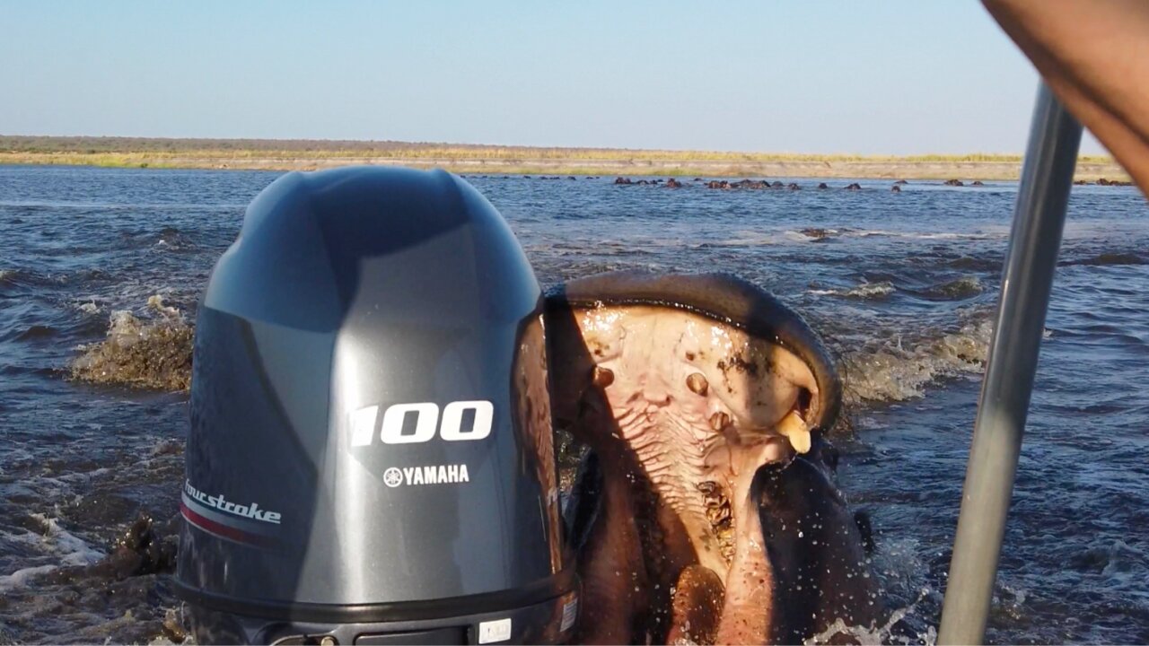 Angry Hippo Charges Boat & Bites Motor | World Wild Web