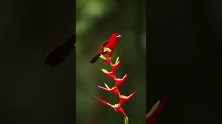 Incredible Brazilian Tanager