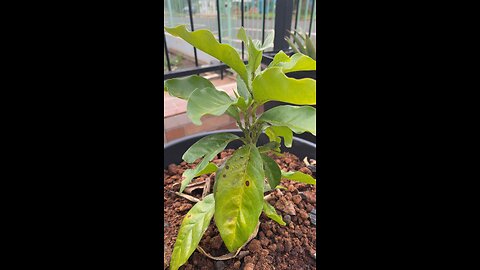 Pé de Café no Vaso