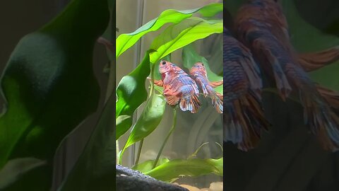 Betta Fish Relaxing on a leaf #Shorts #Subscribe