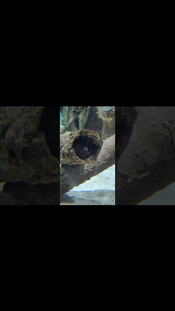Eel hiding, pineknoll shores aquarium