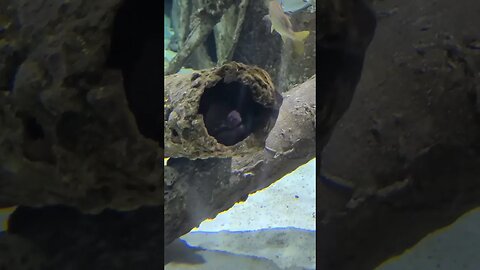 Eel hiding, pineknoll shores aquarium