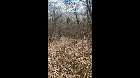 Cherokee in the woods