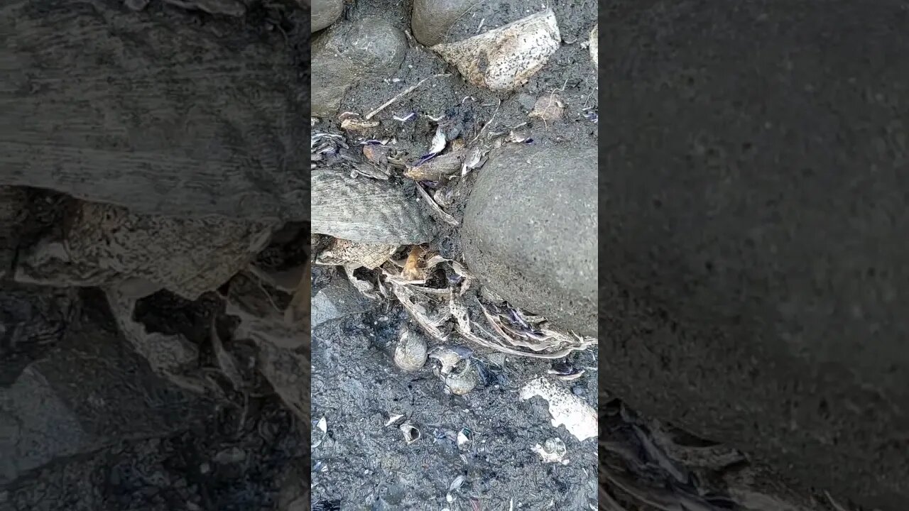 Middens in New Zealand are protected #newzealand #archeology