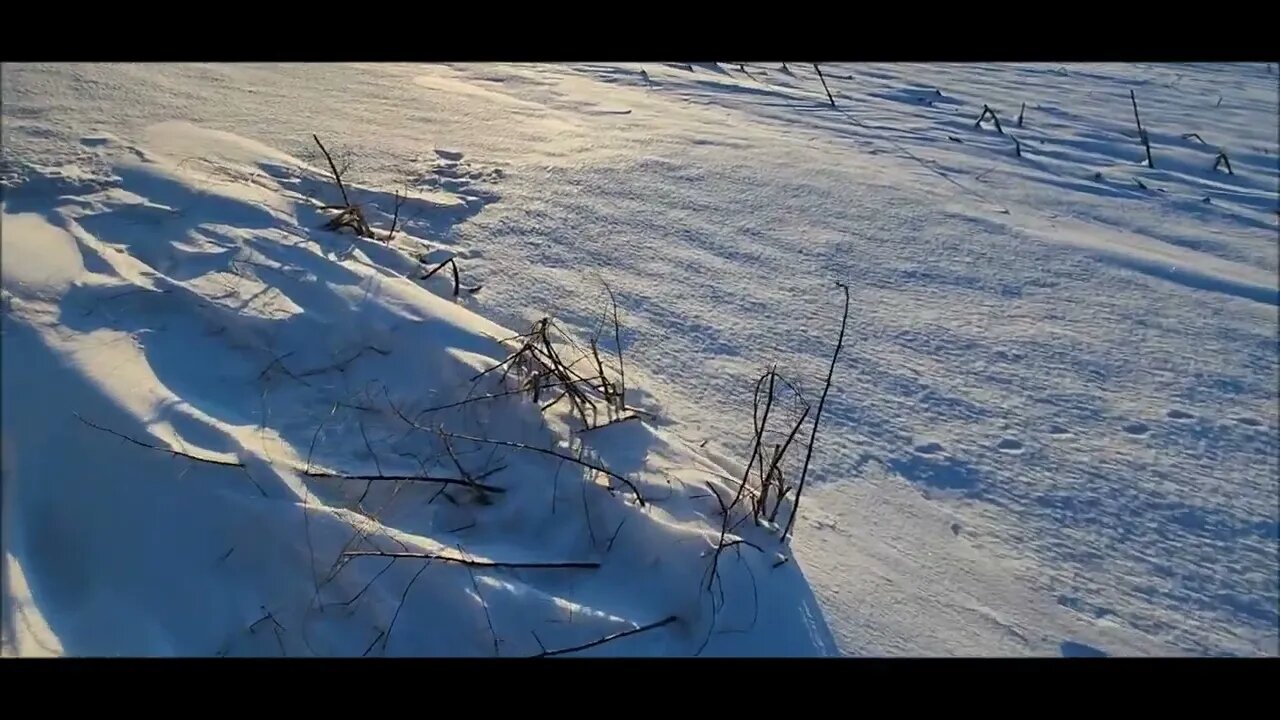 Snowy Garden 1-27-23