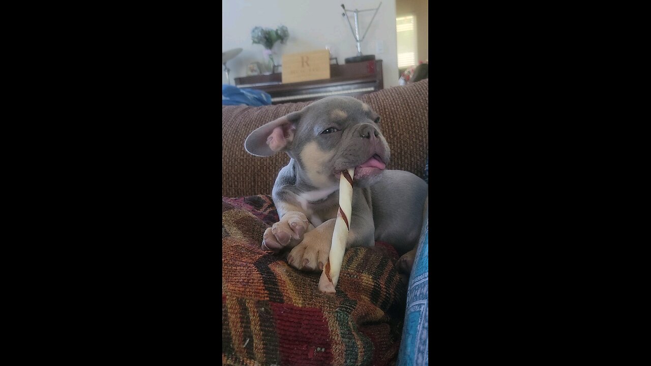 puppy's first rawhide he has been going at it for awhile