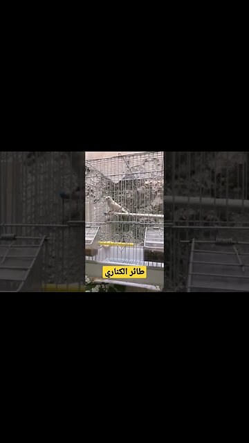 طائر الكناري كيوت