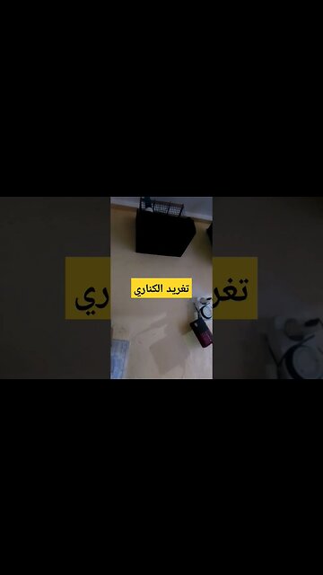 تغريد طائر الكناري روعة