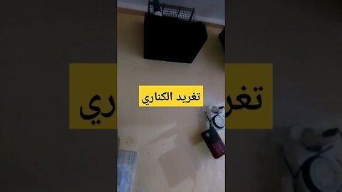 تغريد طائر الكناري روعة