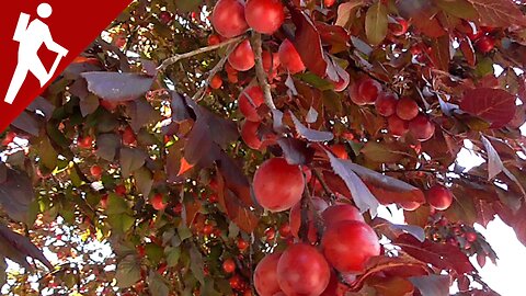 Strolling Through Nature: Harvesting Wild Cherry Plums