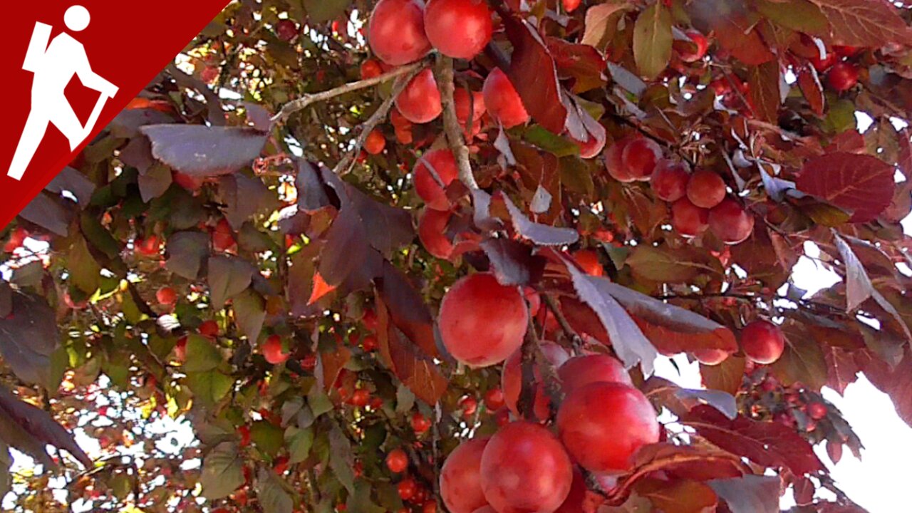 Strolling Through Nature: Harvesting Wild Cherry Plums