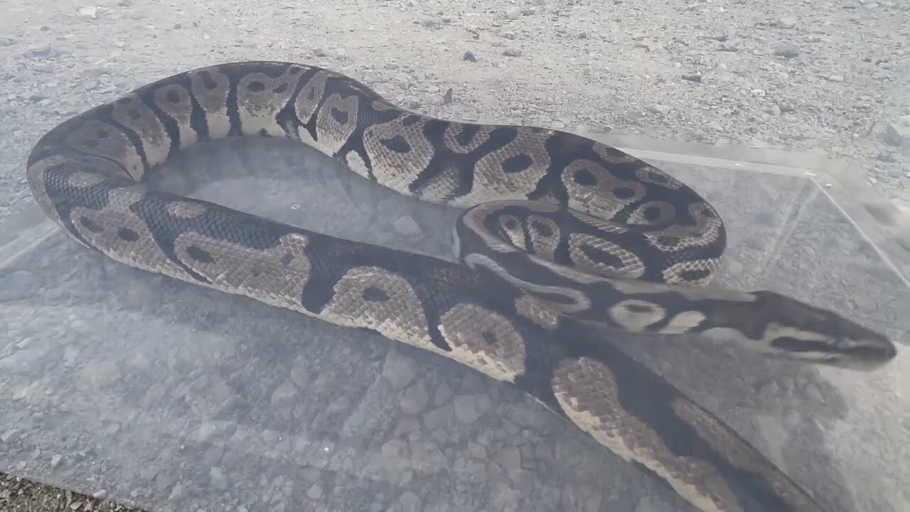 Wildlife expert describes pulling python from woman's car in Kane County