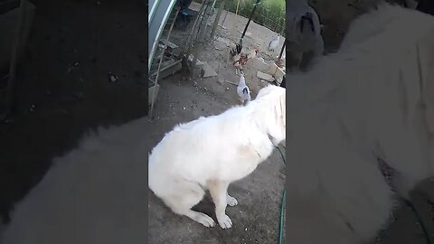 Maremma pup pays no attention to birds. perfect!