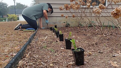 Planting a Boxwood Hedge 📏 & Direct Seeding Forget-Me-Nots 🌱🥰 | DMA