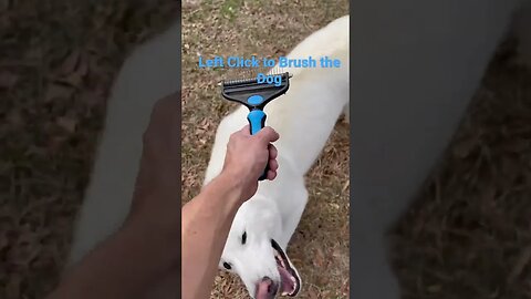 Left Click to Brush the Dog