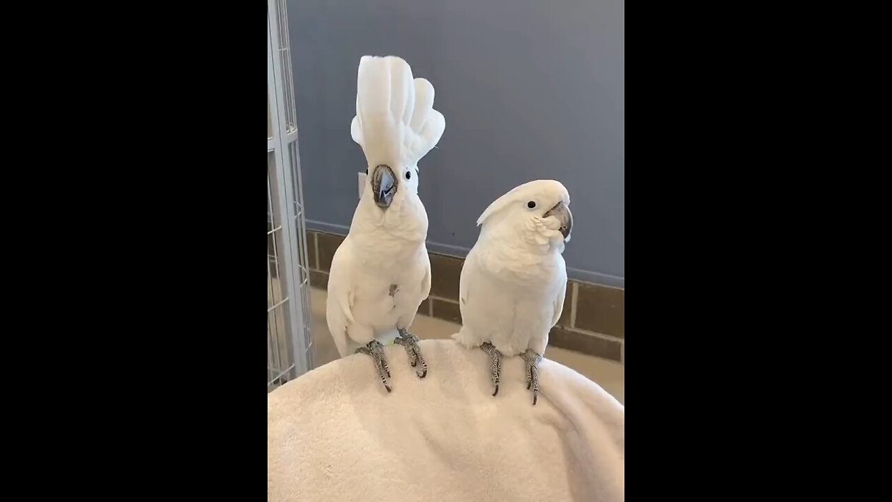 cockatoo parrot