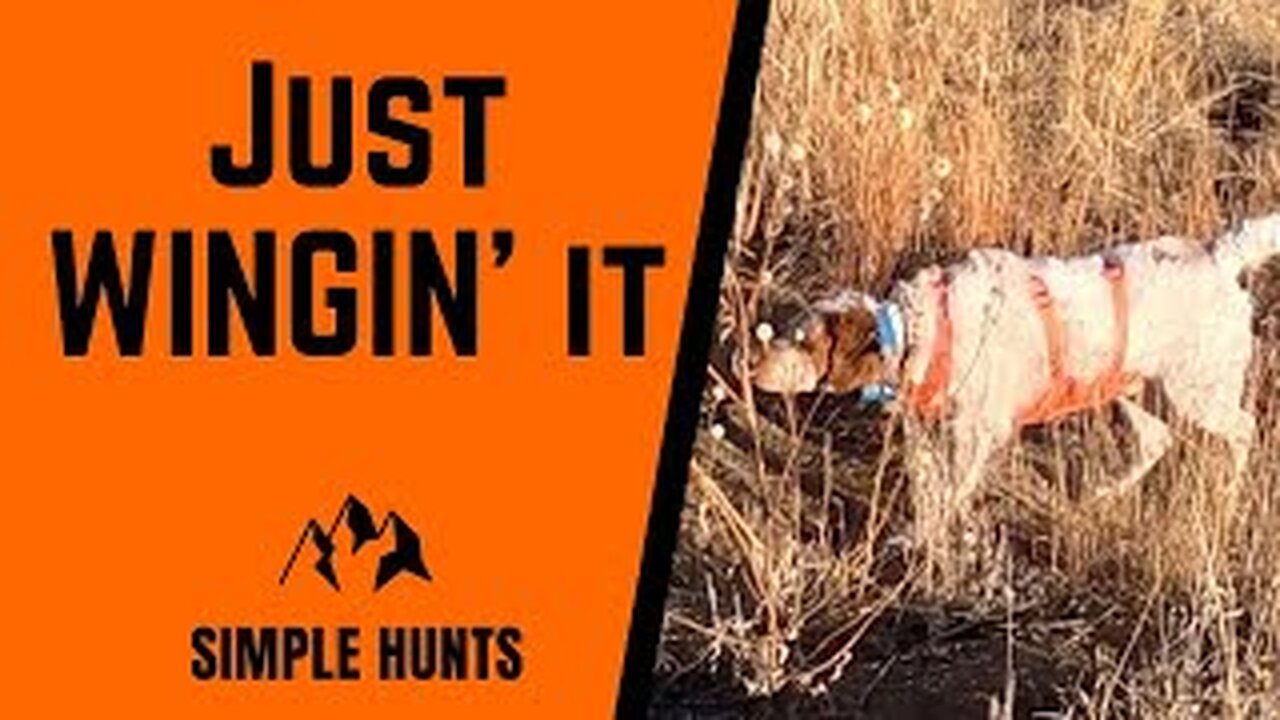 Colorado Pheasant Hunt at Rocky Mountain Roosters with three bird dogs