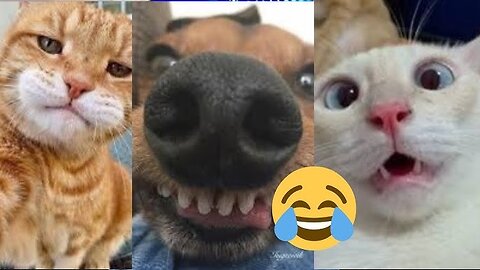 Best Funny Animal Videos of 2024 – 😂 & Cats That Will Make You Laugh!😹🐶